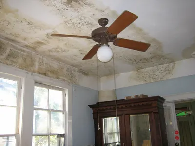 Black mold covering the ceiling and upper walls of a bedroom with a ceiling fan